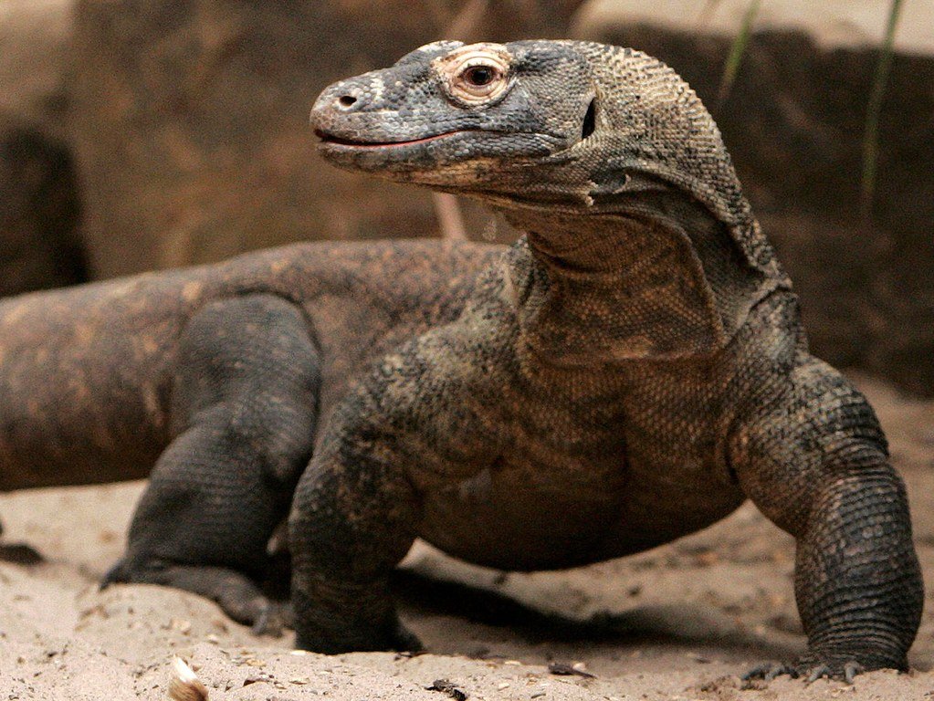 Aktivitas Komodo saat berburu di habitat asli, salah satu daya tarik wisata Flores