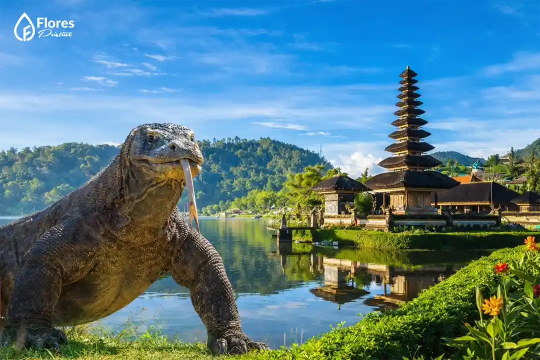 Bali to Komodo Trip Agency