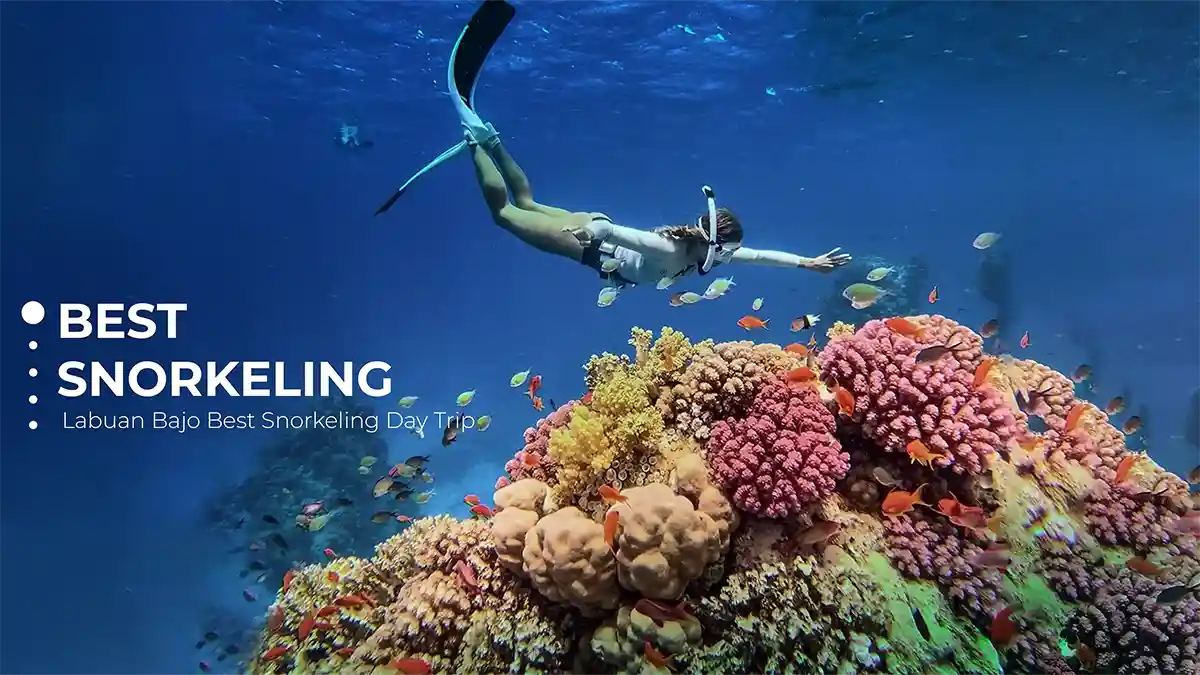 Labuan Bajo Best Snorkeling Day Trip