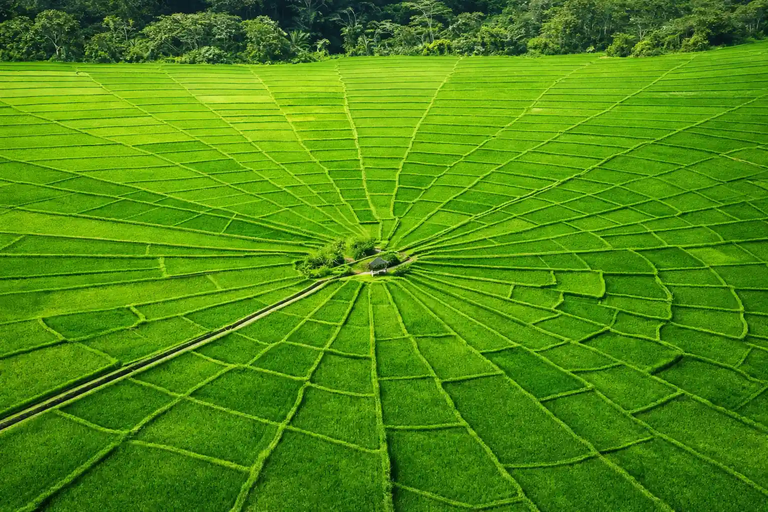 Spider Web Rice Fields in Cancar