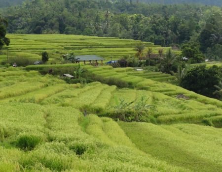 Detusoko Rice Terrace Field-flores tour package