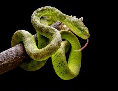 A vibrant green snake spotted during Komodo herping tours in Indonesia’s Komodo National Park, showcasing the park’s rich reptile biodiversity.