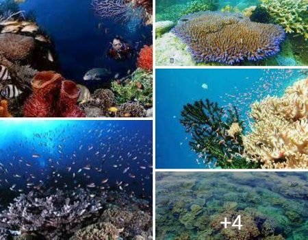 Alor Underwater-Alor Diving Tour Packages