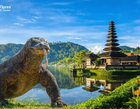 Bali to Komodo Trip Agency