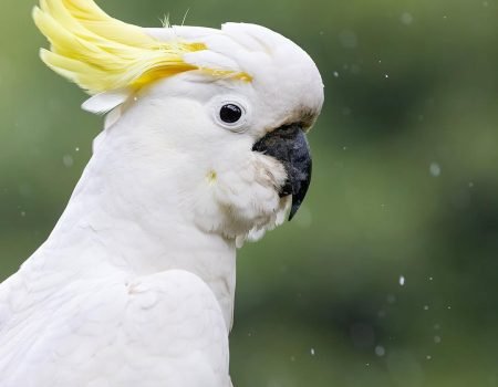 Bird Watching in Komodo-White Cacatu