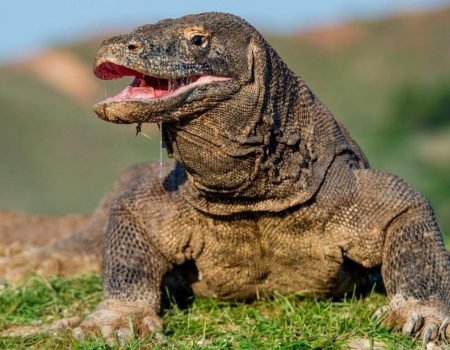 Explore Untouched Flores – Beyond Komodo