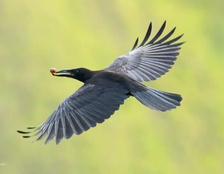 Flores Crow-Flores Birdwatching Tour