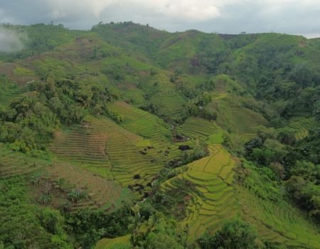 Flores Island Vocation-Rice Terrace field at Longoh