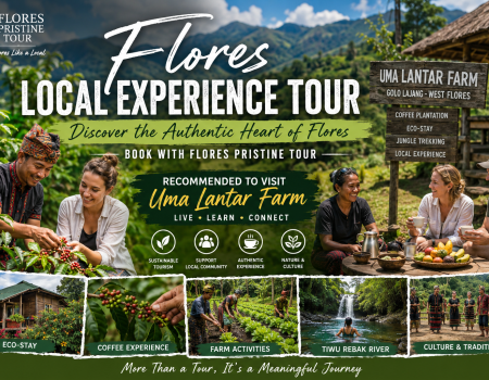 Travelers enjoying a Flores Local Experience Tour at Uma Lantar Farm with Flores Pristine Tour, featuring coffee harvesting, eco-stay, sustainable farming, Manggarai culture, jungle trekking, and authentic village life in West Flores, Indonesia.