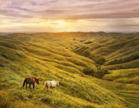Horse Rental in Sumba A Unique Adventure Experience