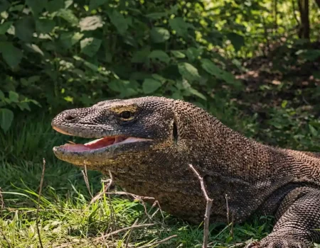 Hunting Komodo Photos in Their Natural Habitat