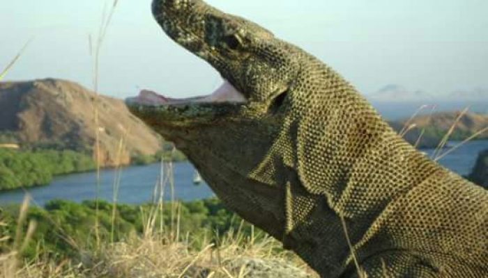 komodo tour package