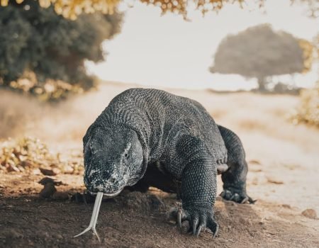 Adventure tour in Komodo National Park with hiking and wildlife experience