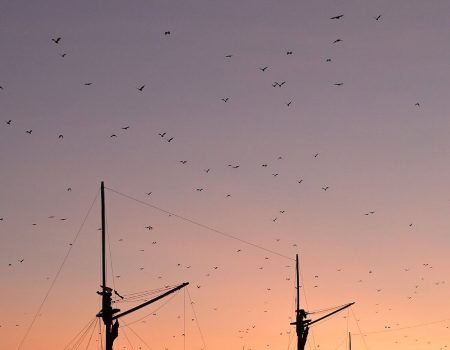 Komodo boat tour exploring Komodo National Park, visiting islands, snorkeling spots, and watching Komodo dragons in their natural habitat