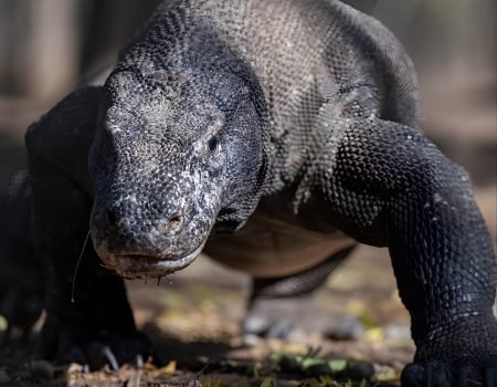 Lombok and Komodo Tour Package: Explore the Wild Beauty of Flores Island