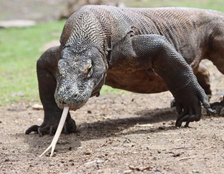 Komodo dragon in its natural habitat during Komodo tour packages