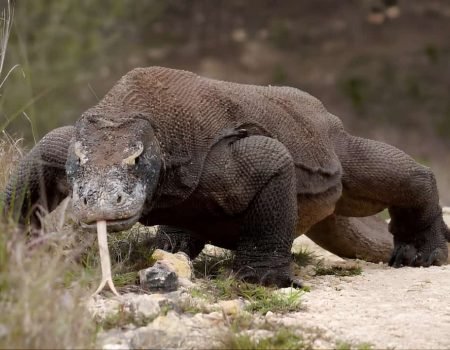 Komodo Dragon Tour