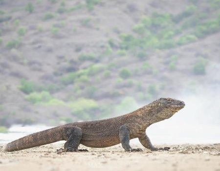 Komodo Dragon in Riung, Flores Overland Tour