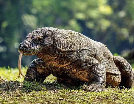 Komodo Island Boat Trip 3 Days 2 Nights from Bali