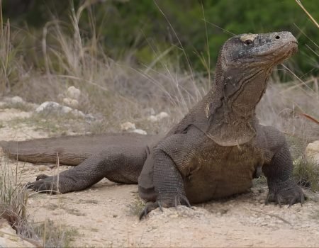 Komodo Island Tour Package