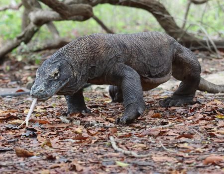 Komodo Varan Tour-Travel Tips to Komodo Flores
