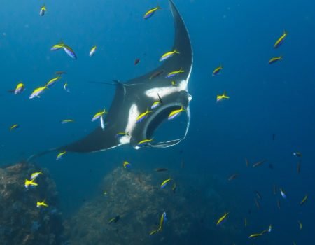 Manta Point