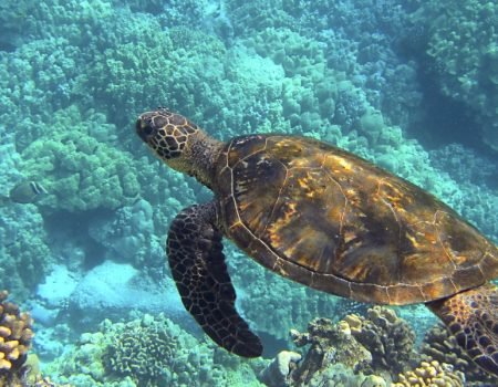 Turtle point-Komodo Tour