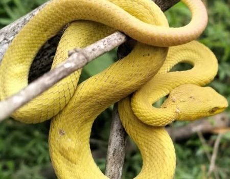 Herping tour at Batu Cermin (Mirror Cave) exploring reptiles and wildlife inside the limestone cave in Labuan Bajo, Indonesia