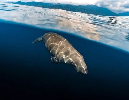 Swimming With Dugong in Alor-Indonesia
