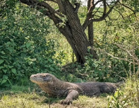 Visit Komodo with a Trusted Local Guide