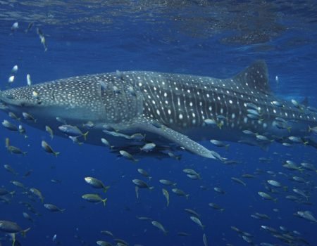 whale Sark