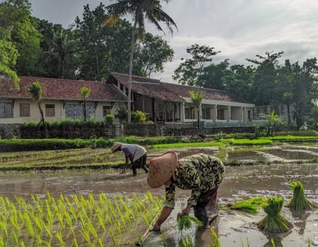 "Local farmers engaged in traditional gardening and rice planting in Flores, surrounded by lush green fields and scenic landscape