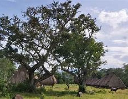 kawa 3