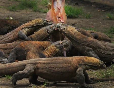 Komodo Dragon Tour