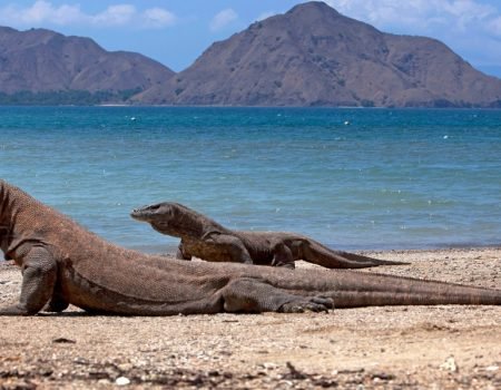 Komodo Dragon