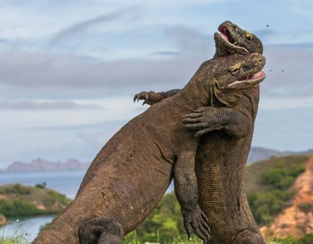 Private Komodo Island Tour