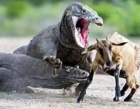 Komodo dragon walking on Komodo Island, Indonesia