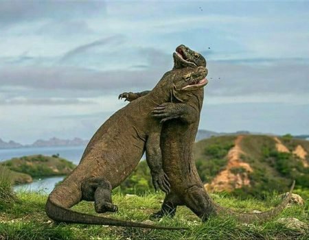 Pemandangan Pulau Komodo dengan komodo, laut biru, dan bukit hijau di Taman Nasional Komodo.
