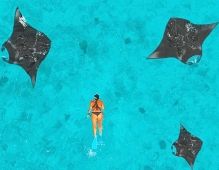 Manta Ray Snorkeling-Labuan Bajo Trip Everyday