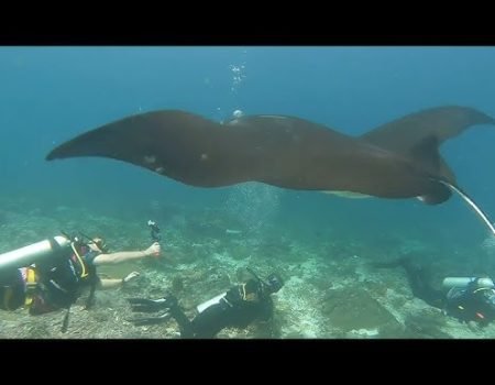 Manta Ray-Mawan Island