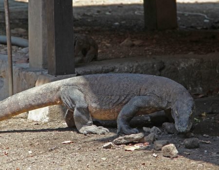 Komodo Dragon Tour