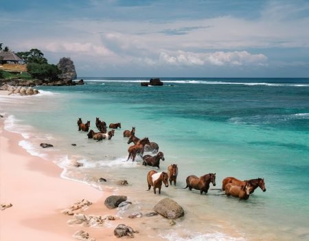 Explore the Best of East Nusa Tenggara with the Flores and Sumba Tour Package by Pristine Tour