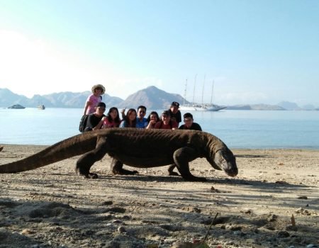 Komodo Island Tour Itinerary with Pristine Tour
