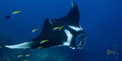 Manta Ray