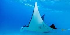 Manta ray