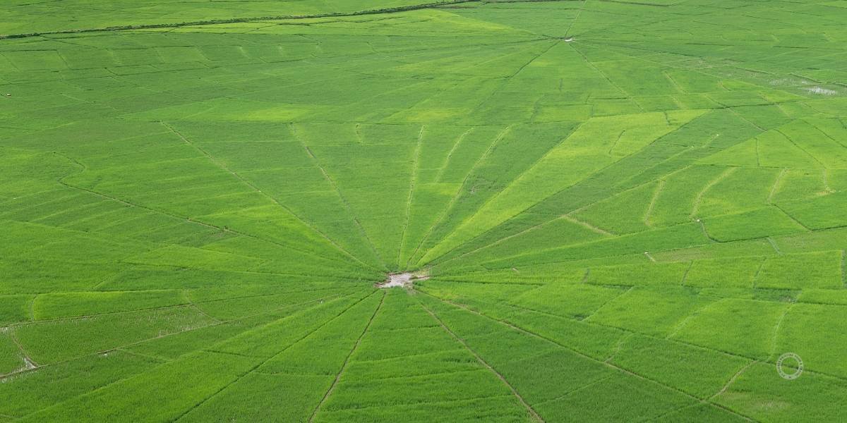 Spider’s Web Rice Field