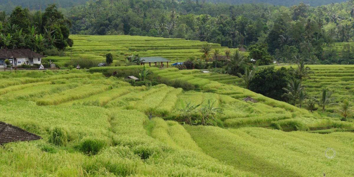 Detusoko Rice Terrace Field