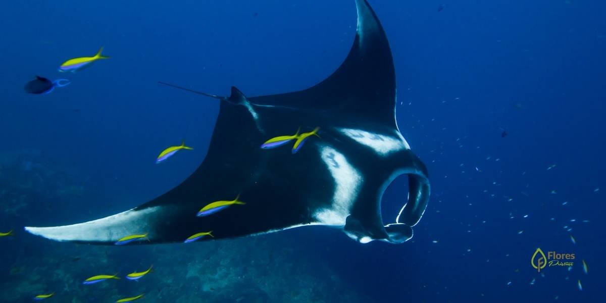 Manta Ray 